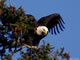 Our local Bald Eagle, Stephen Jr.